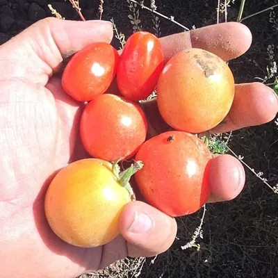 A handful of small red and orange tomatoes that grew wild on the oversized rock pile at Darby Pit