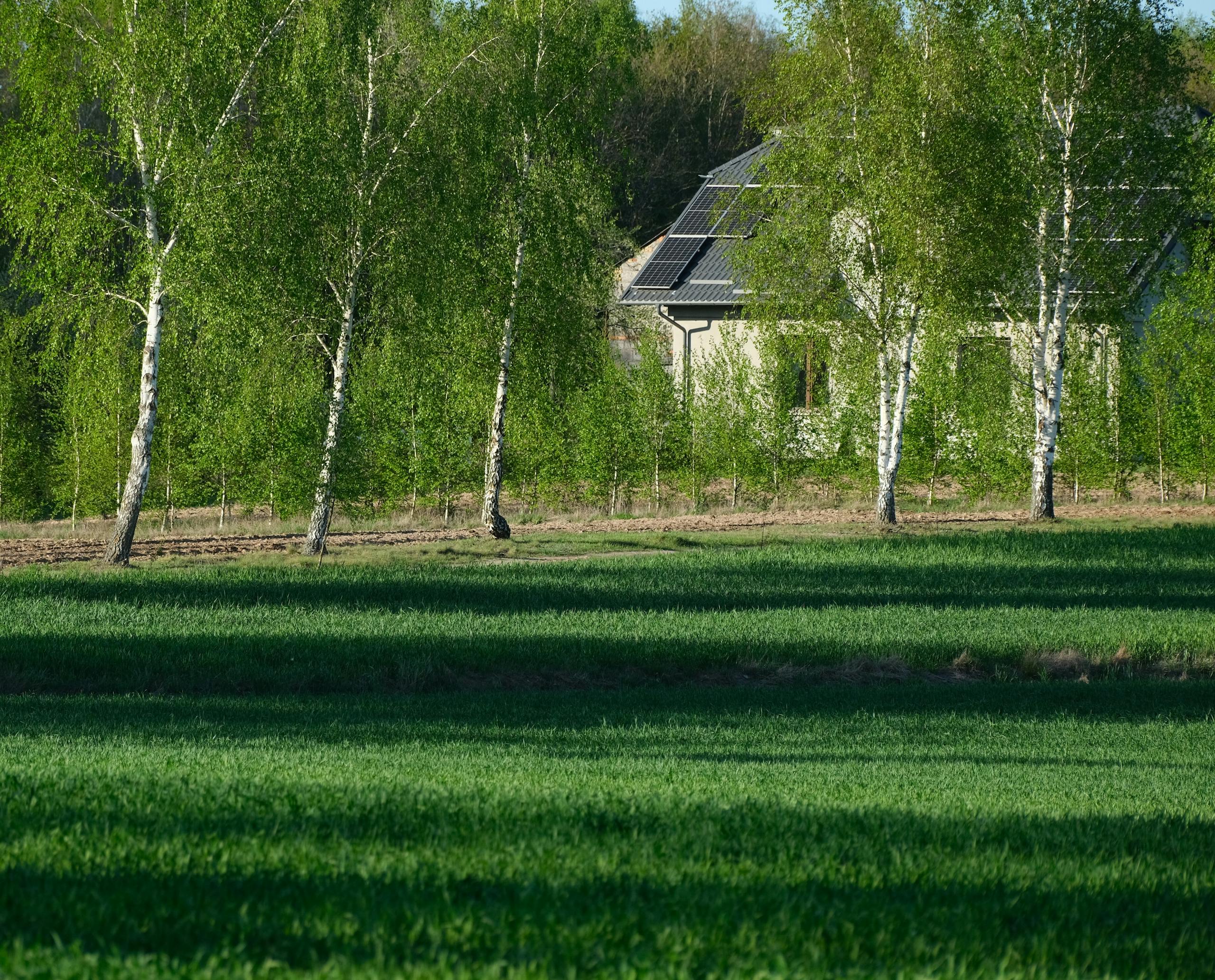 Mountain yard drainage systems