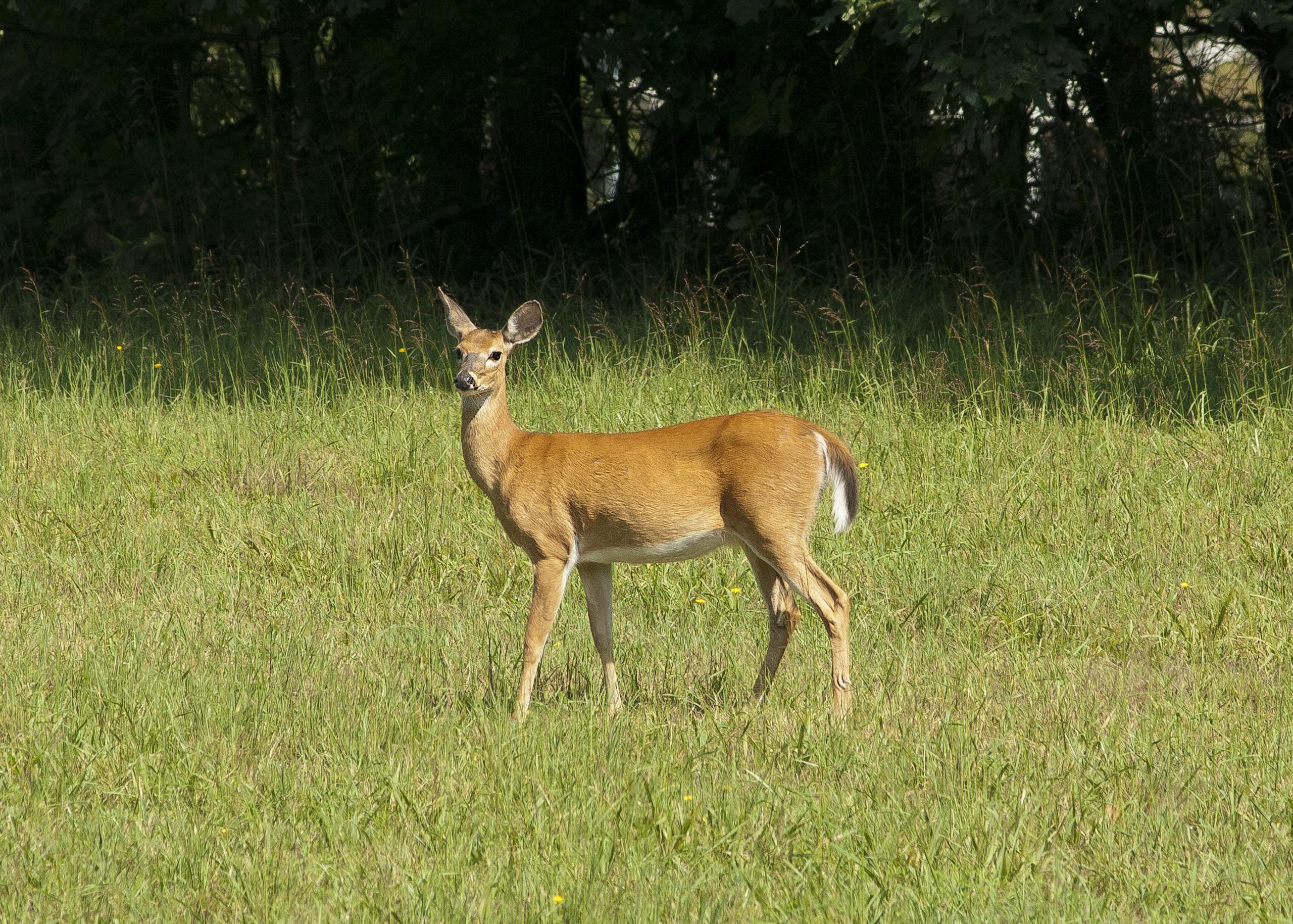 A white-tailed deer stands gracefully in a sunlit meadow, surrounded by lush greenery and tranquility.