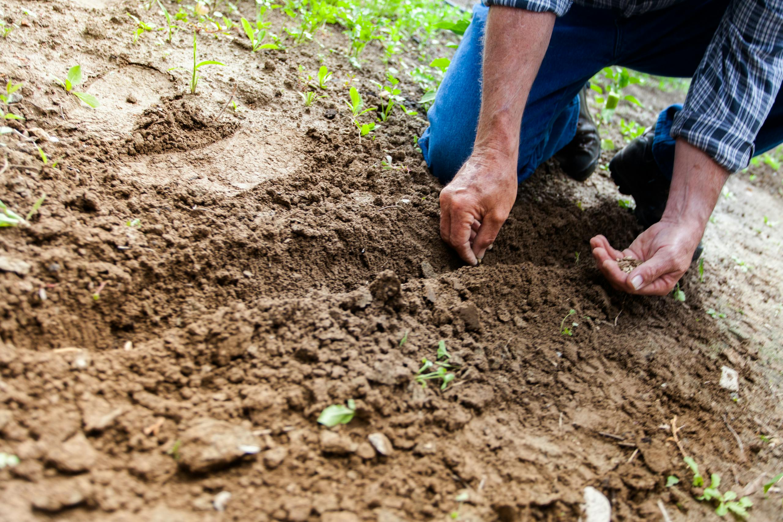 Planting seeds in Teton soil, emphasizing gardening and cultivation.