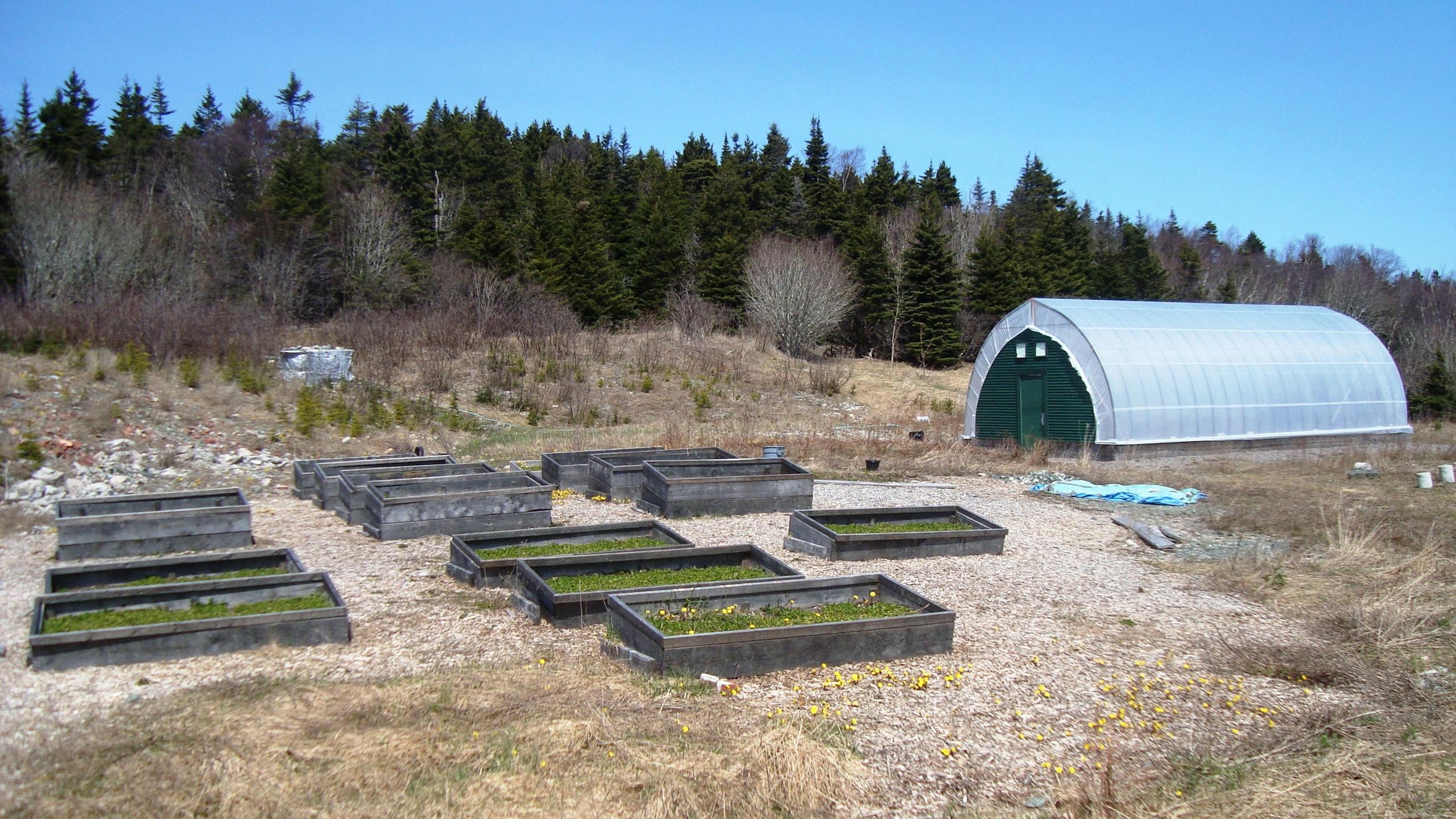 Outdoor garden with raised beds and a high tunnel in Teton Valley